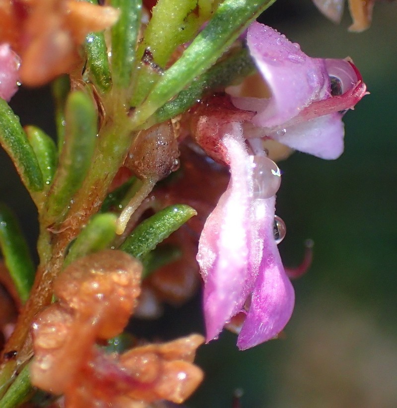 Indigofera pappei photo 8