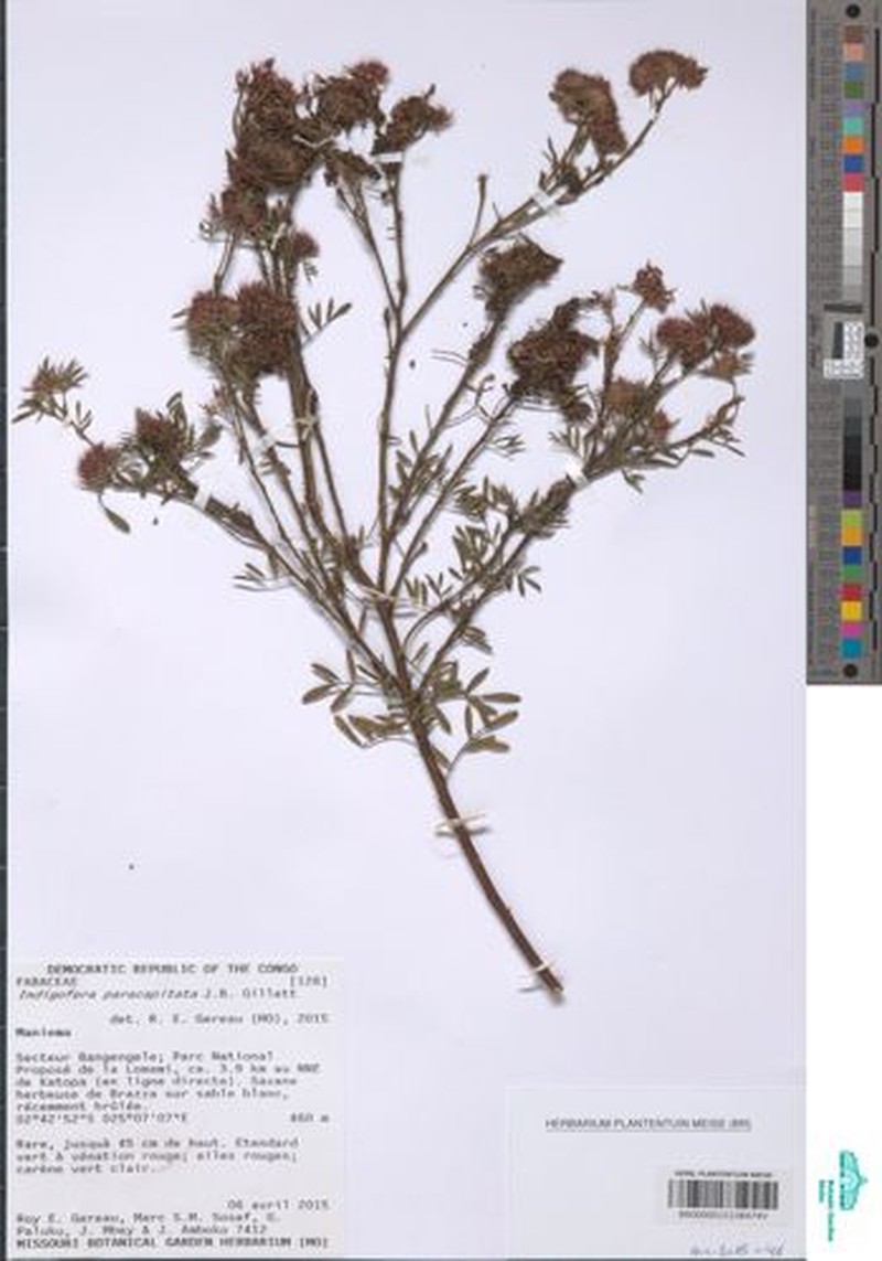 Indigofera paracapitata