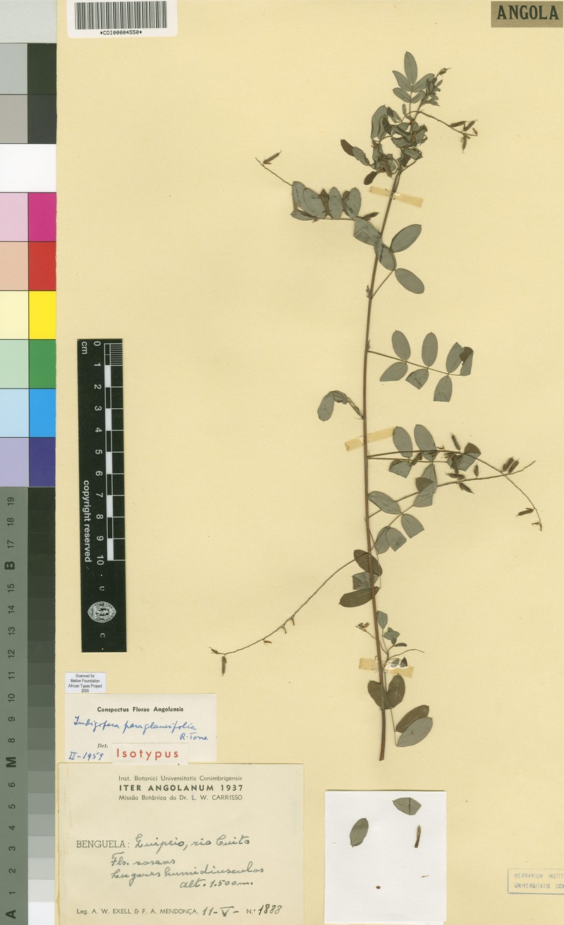 Indigofera paraglaucifolia