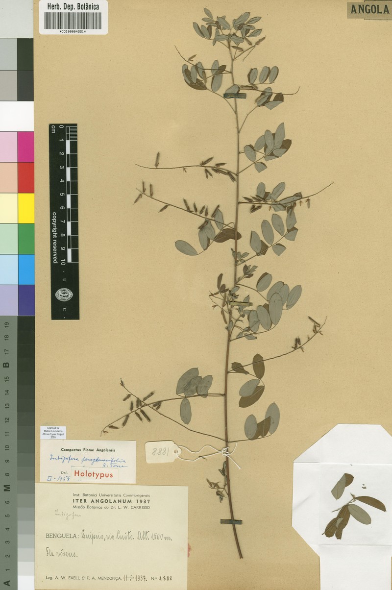 Indigofera paraglaucifolia photo 2