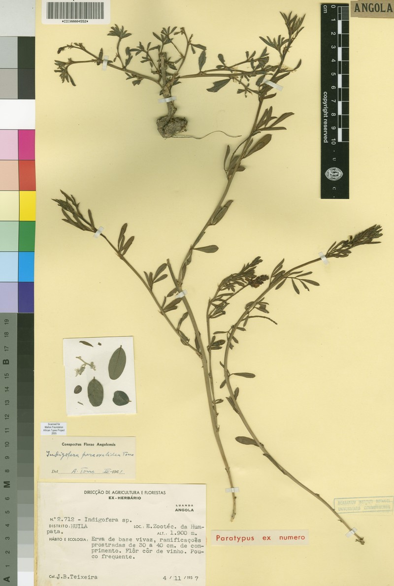 Indigofera paraoxalidea