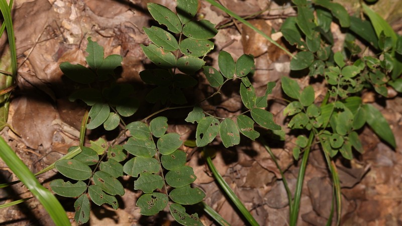 Indigofera parkesii