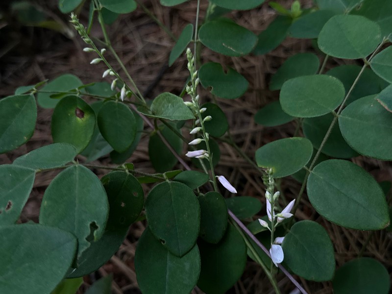 Indigofera parkesii photo 2