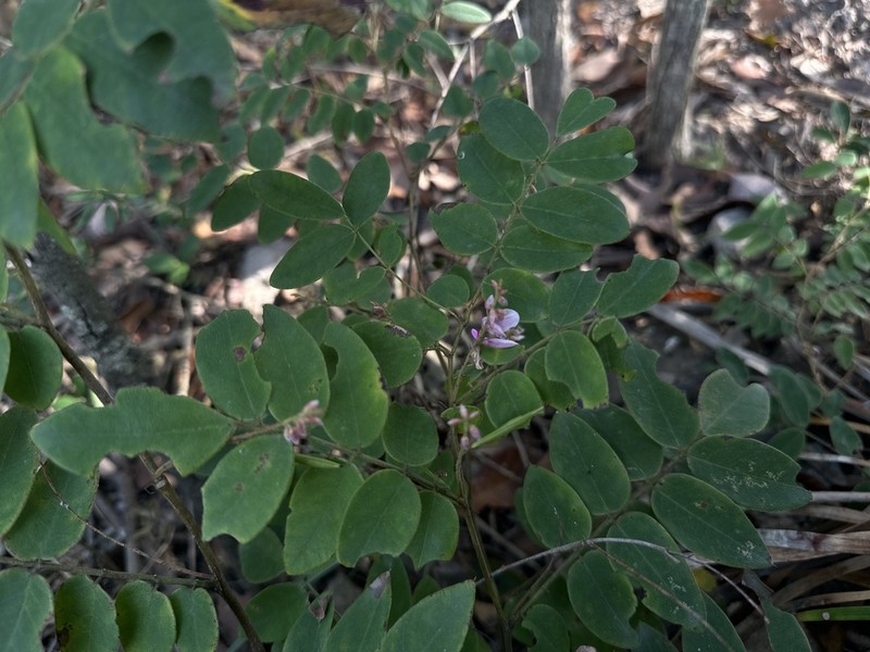 Indigofera parkesii photo 3