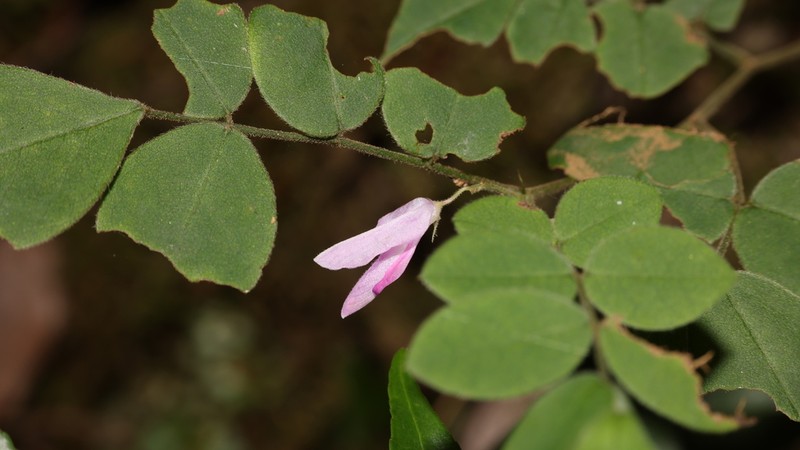 Indigofera parkesii photo 4