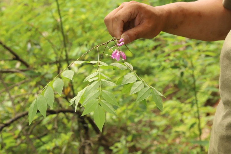 Indigofera parkesii photo 5