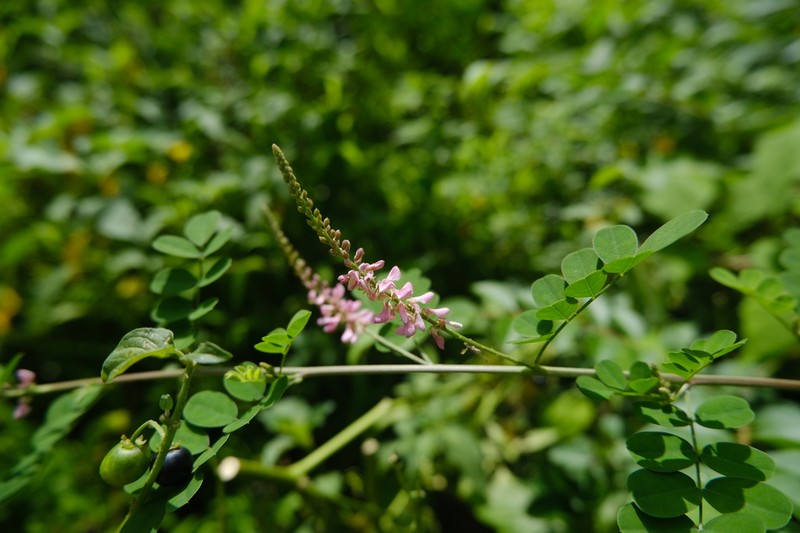 Indigofera parkesii photo 6