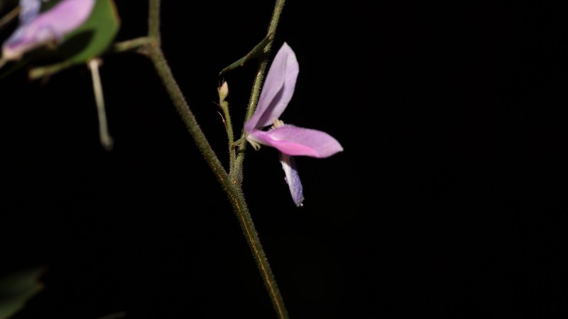 Indigofera parkesii photo 7