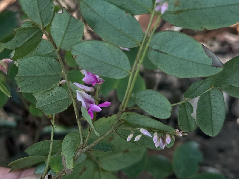 Indigofera parkesii photo 8