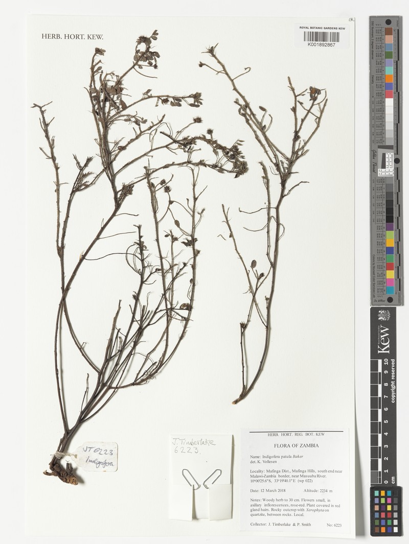 Indigofera patula
