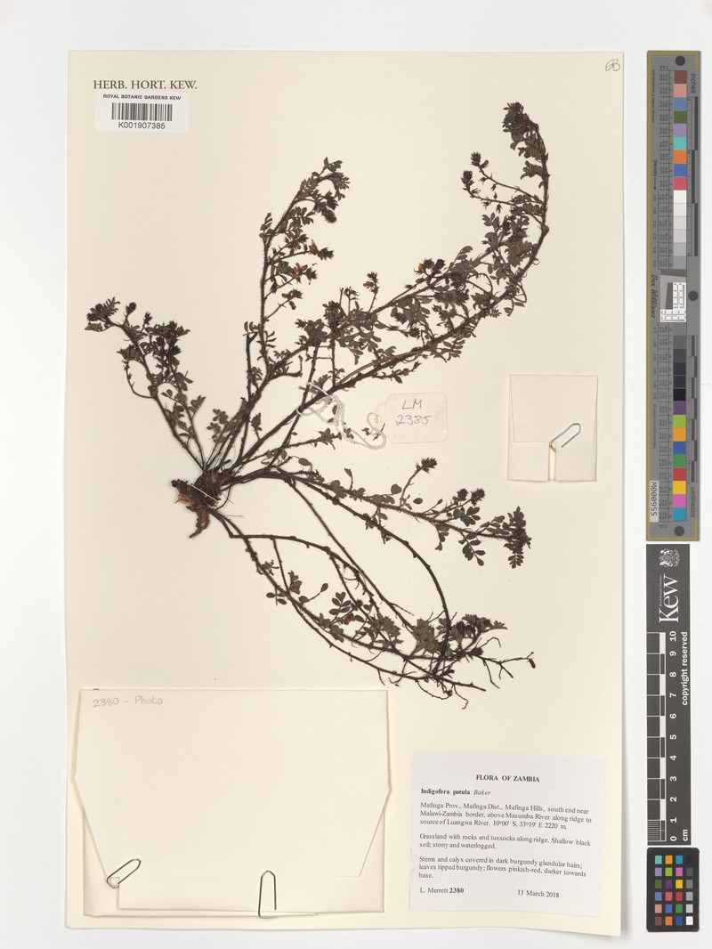 Indigofera patula photo 2
