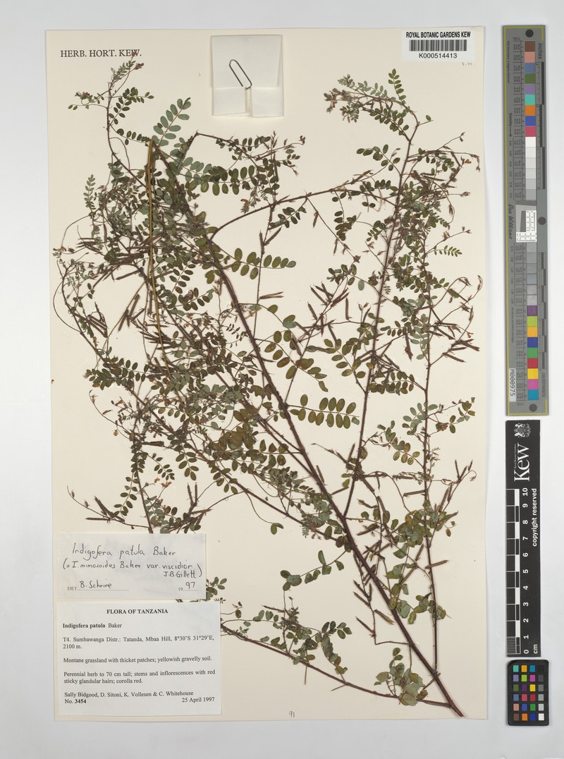 Indigofera patula photo 3