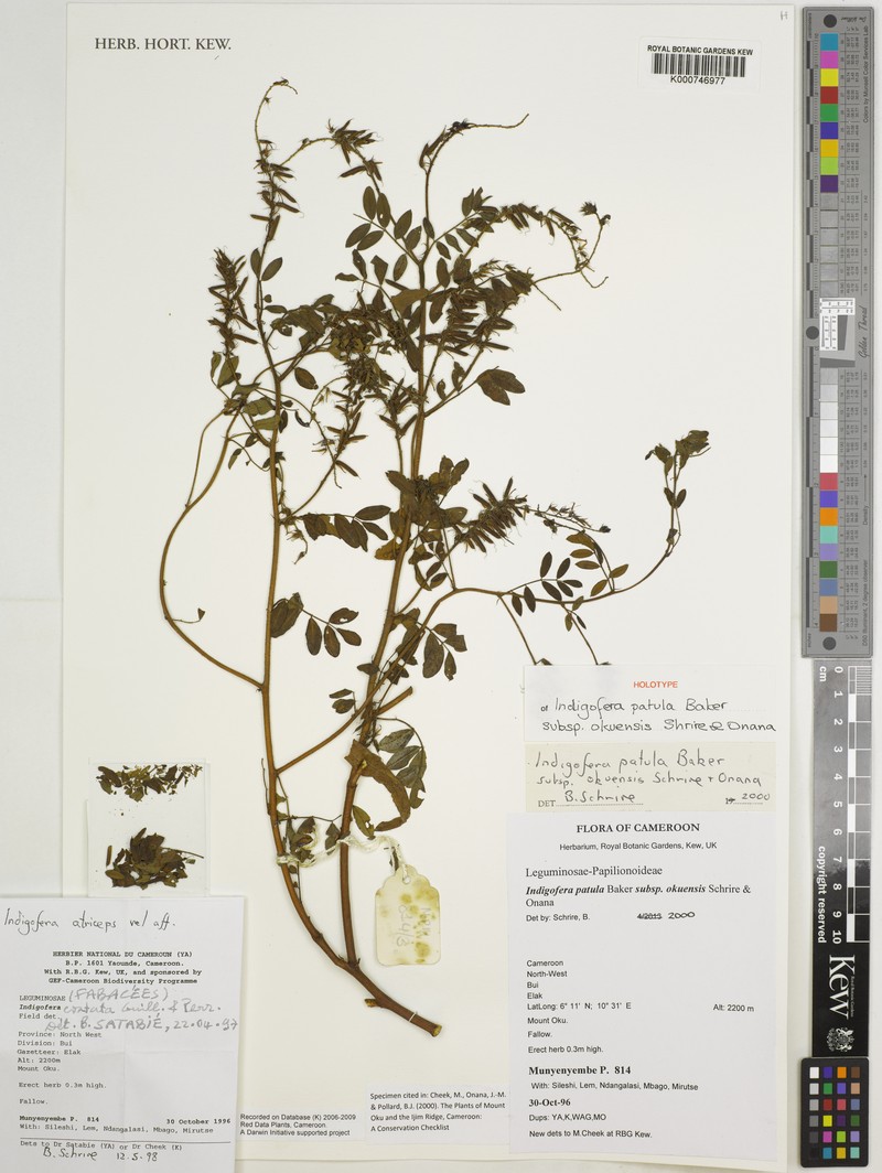 Indigofera patula subsp. okuensis