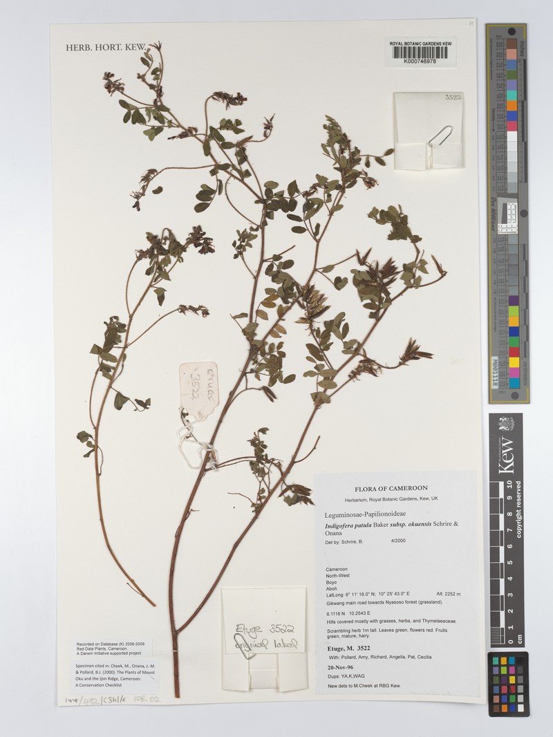 Indigofera patula subsp. okuensis photo 3