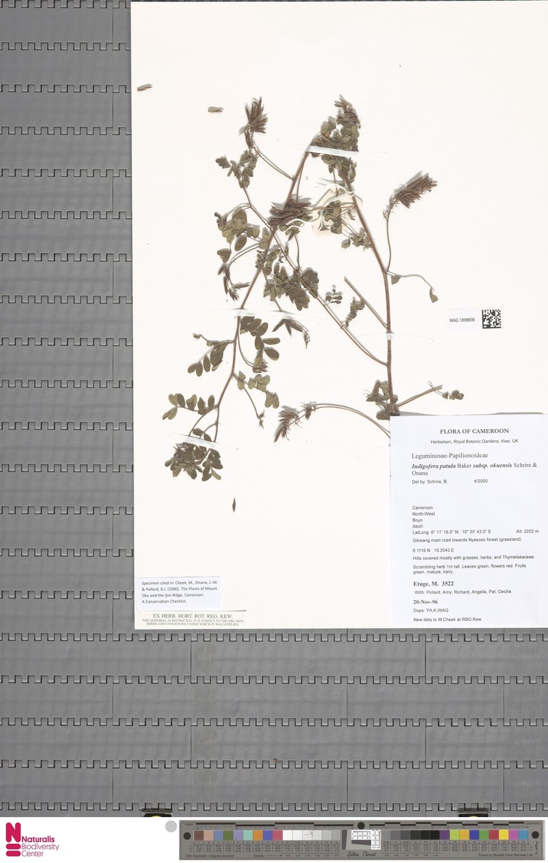 Indigofera patula subsp. okuensis photo 4