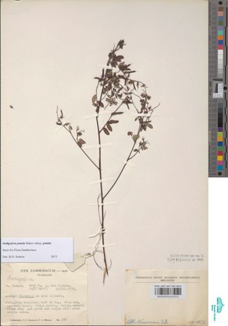 Indigofera patula subsp. patula