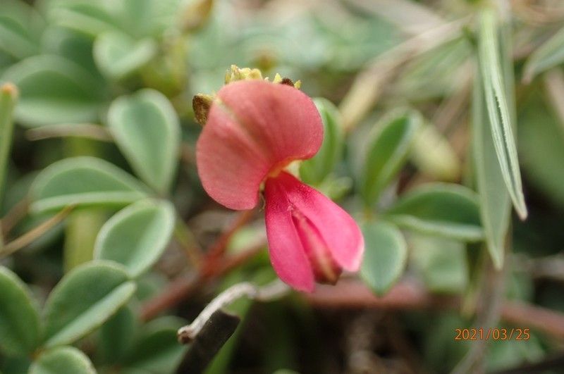 Indigofera pedicellata