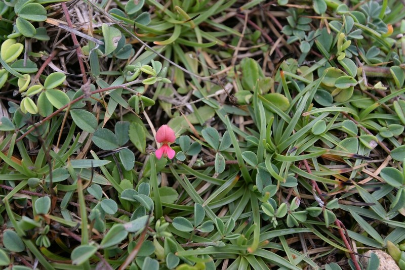 Indigofera pedicellata photo 2