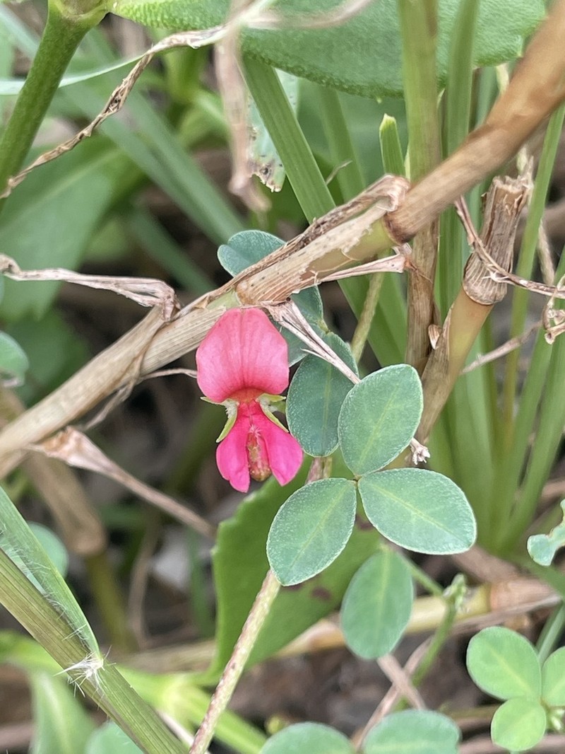 Indigofera pedicellata photo 3