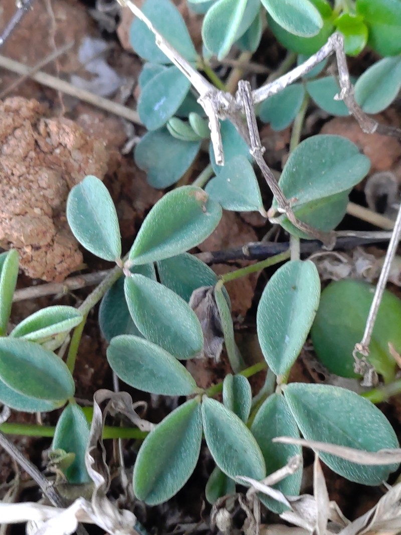 Indigofera pedicellata photo 4