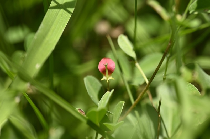 Indigofera pedicellata photo 5