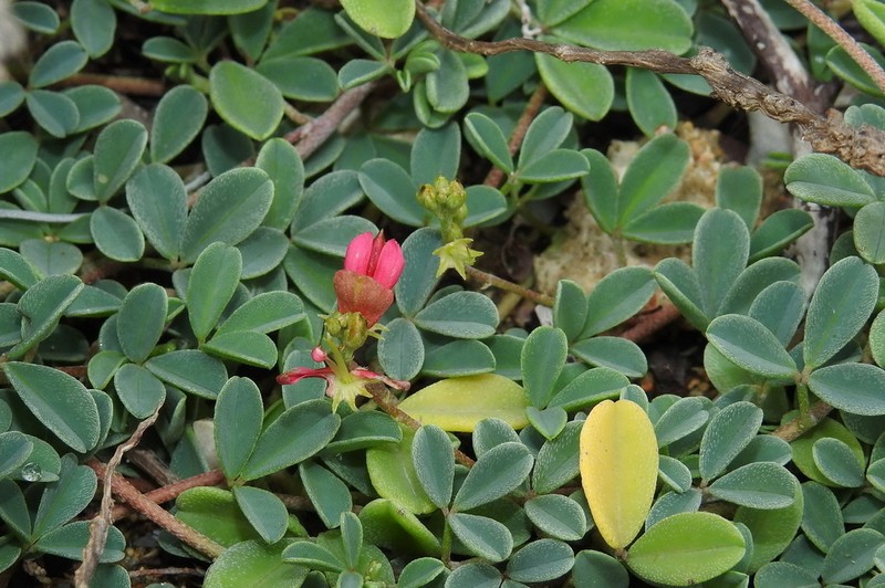 Indigofera pedicellata photo 6
