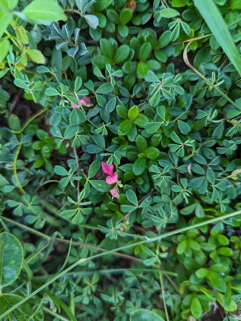 Indigofera pedicellata photo 7