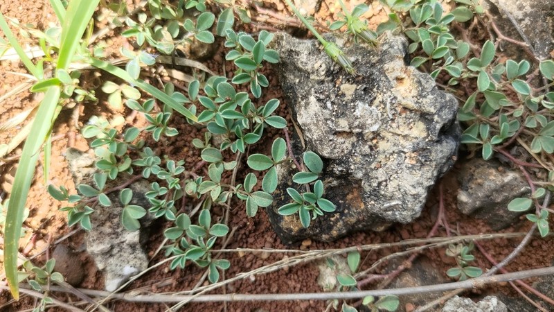 Indigofera pedicellata photo 8