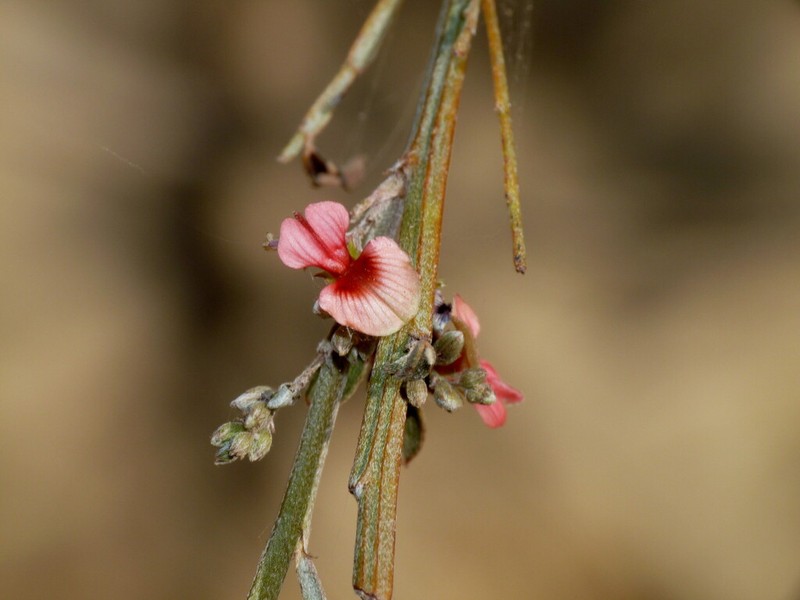 Indigofera pedunculata