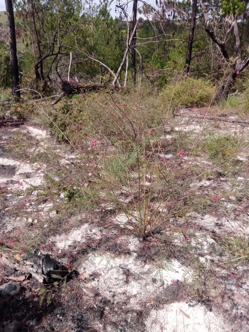 Indigofera pedunculata photo 2