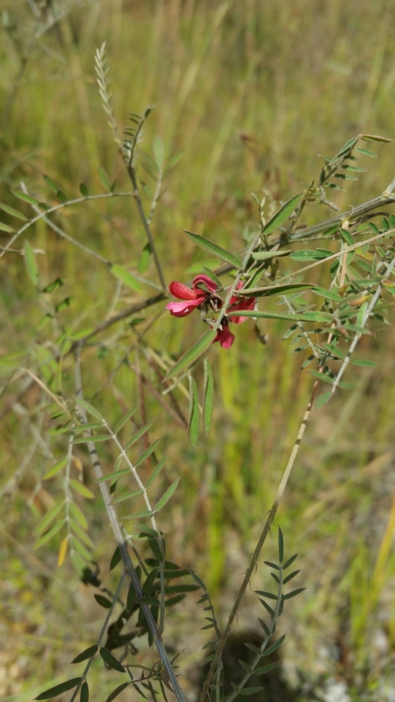 Indigofera pedunculata photo 3