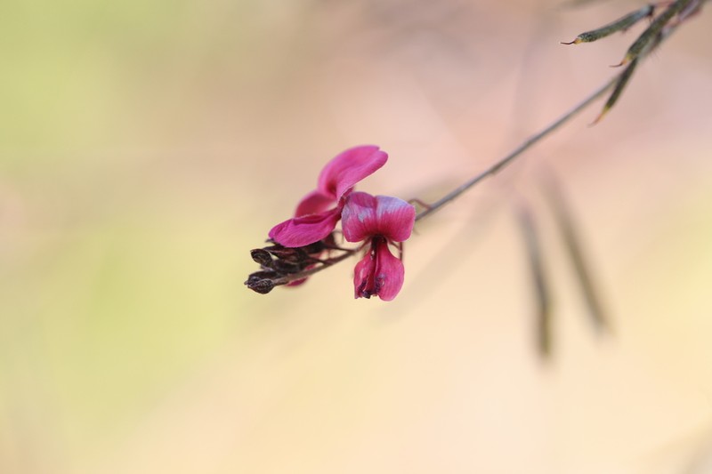 Indigofera pedunculata photo 4