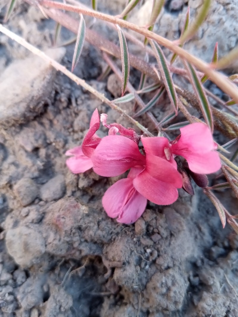 Indigofera pedunculata photo 5