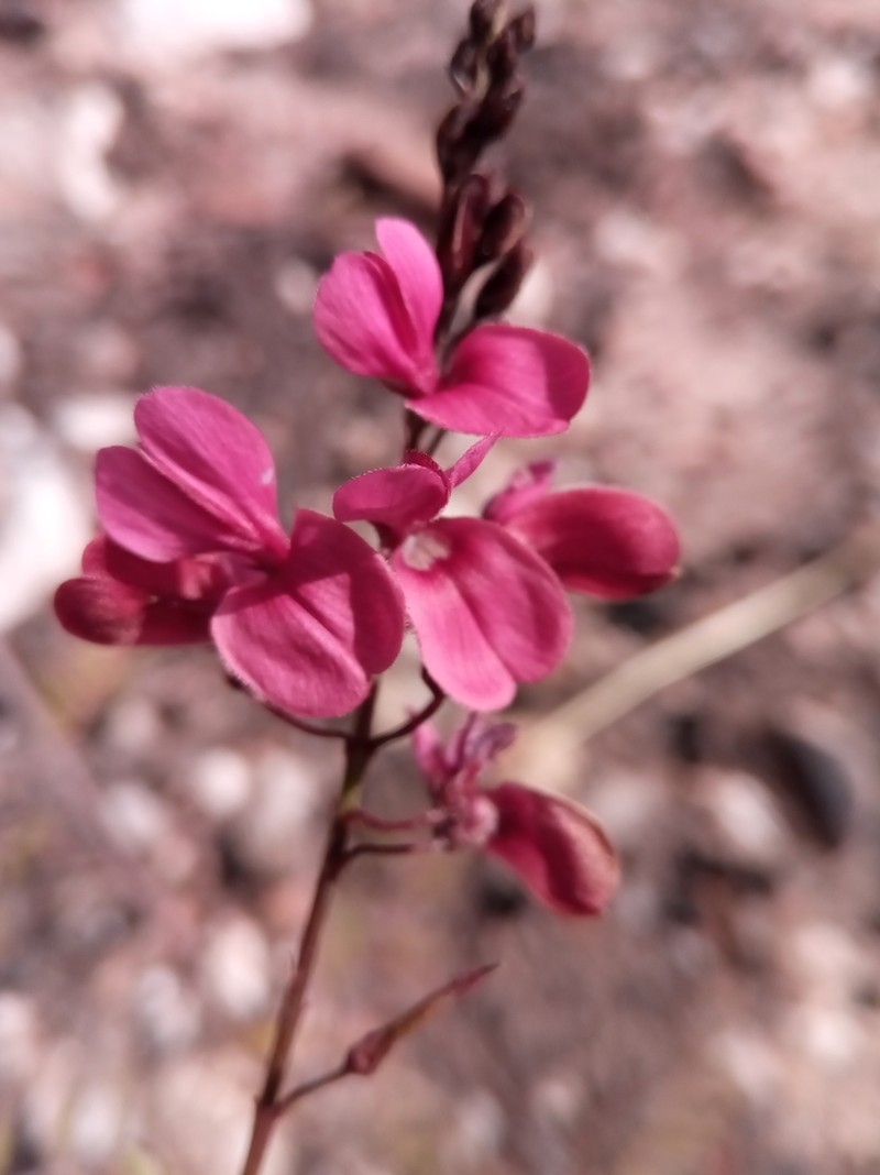 Indigofera pedunculata photo 6