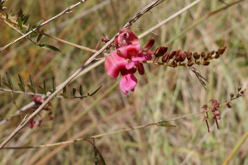 Indigofera pedunculata photo 7