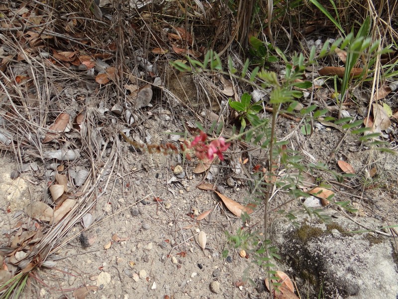 Indigofera pedunculata photo 8