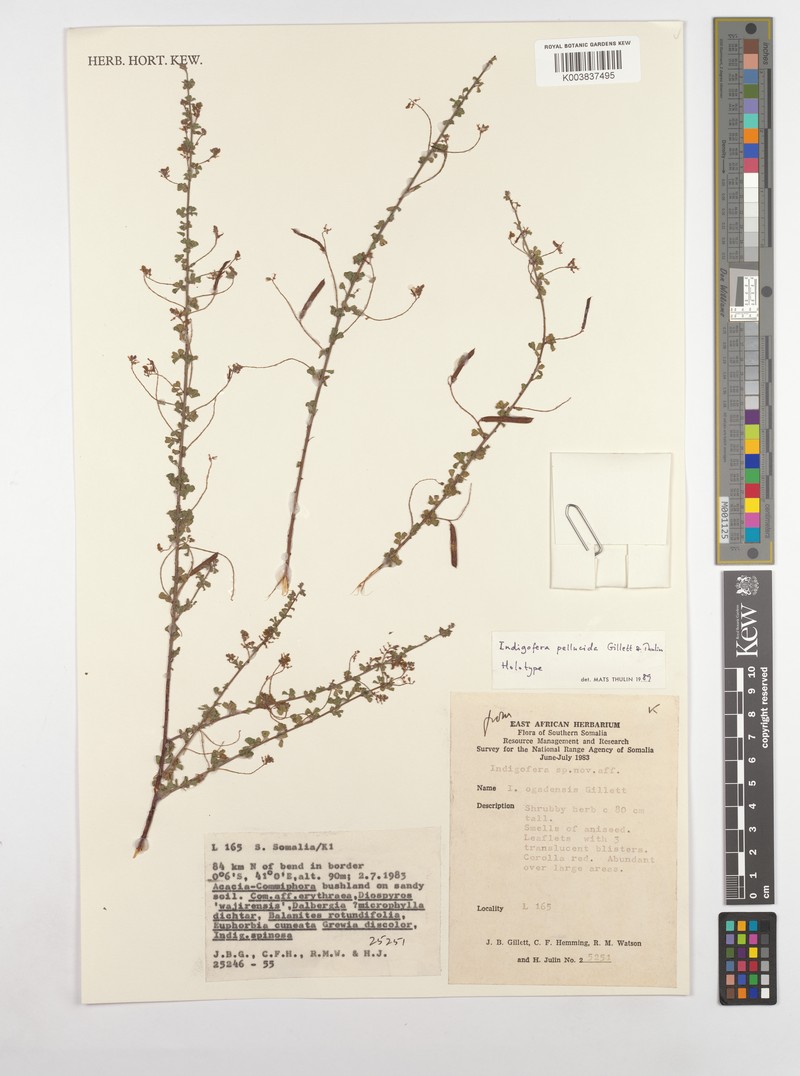 Indigofera pellucida
