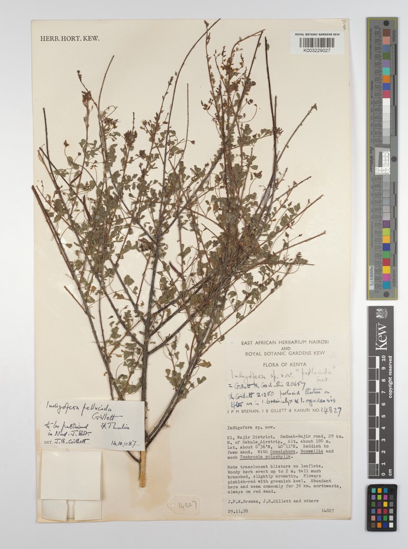 Indigofera pellucida photo 2