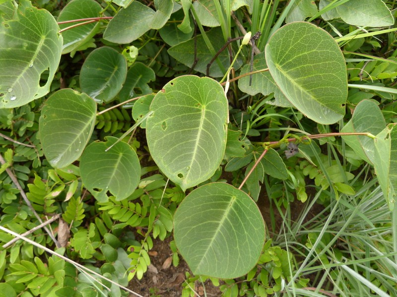 Indigofera peltata
