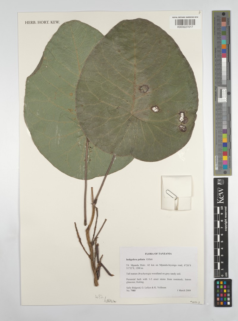 Indigofera peltata photo 2
