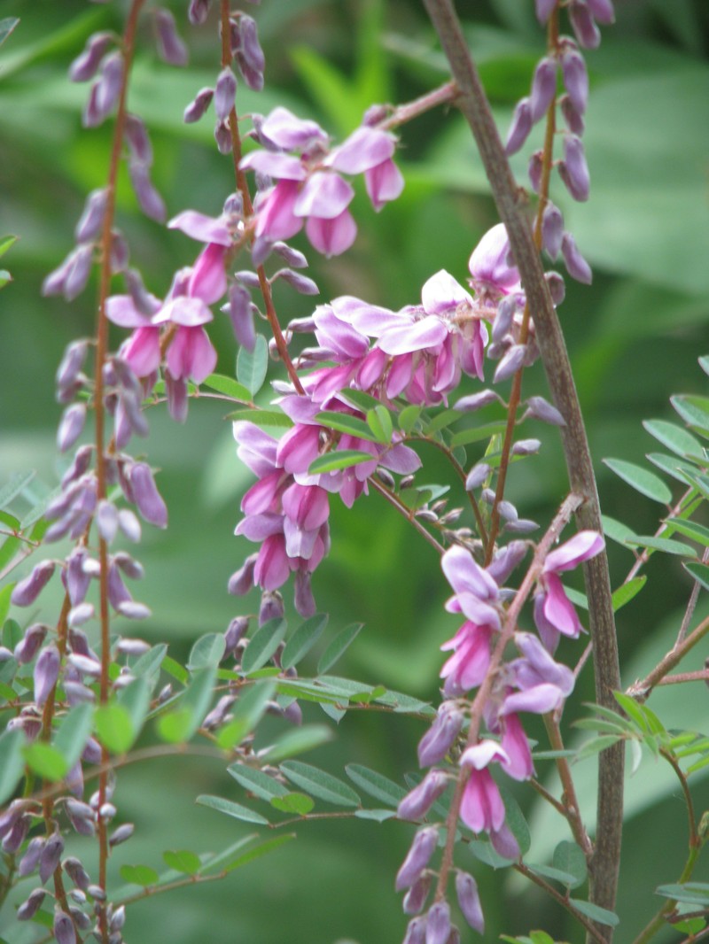 Indigofera pendula