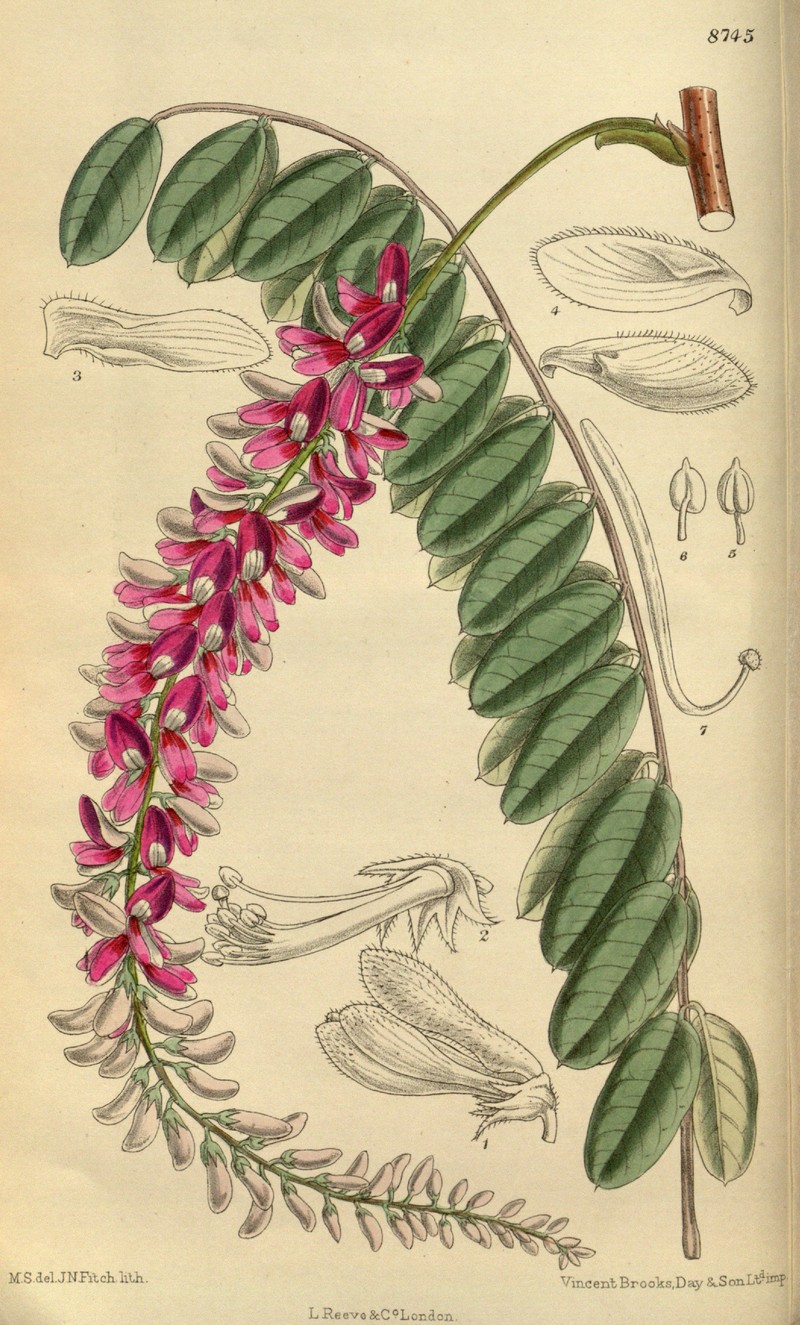 Indigofera pendula photo 2
