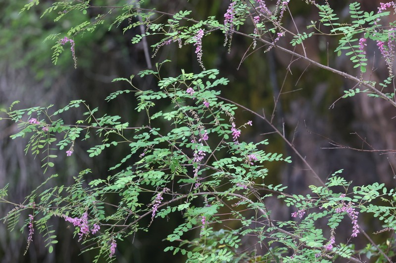 Indigofera pendula photo 3