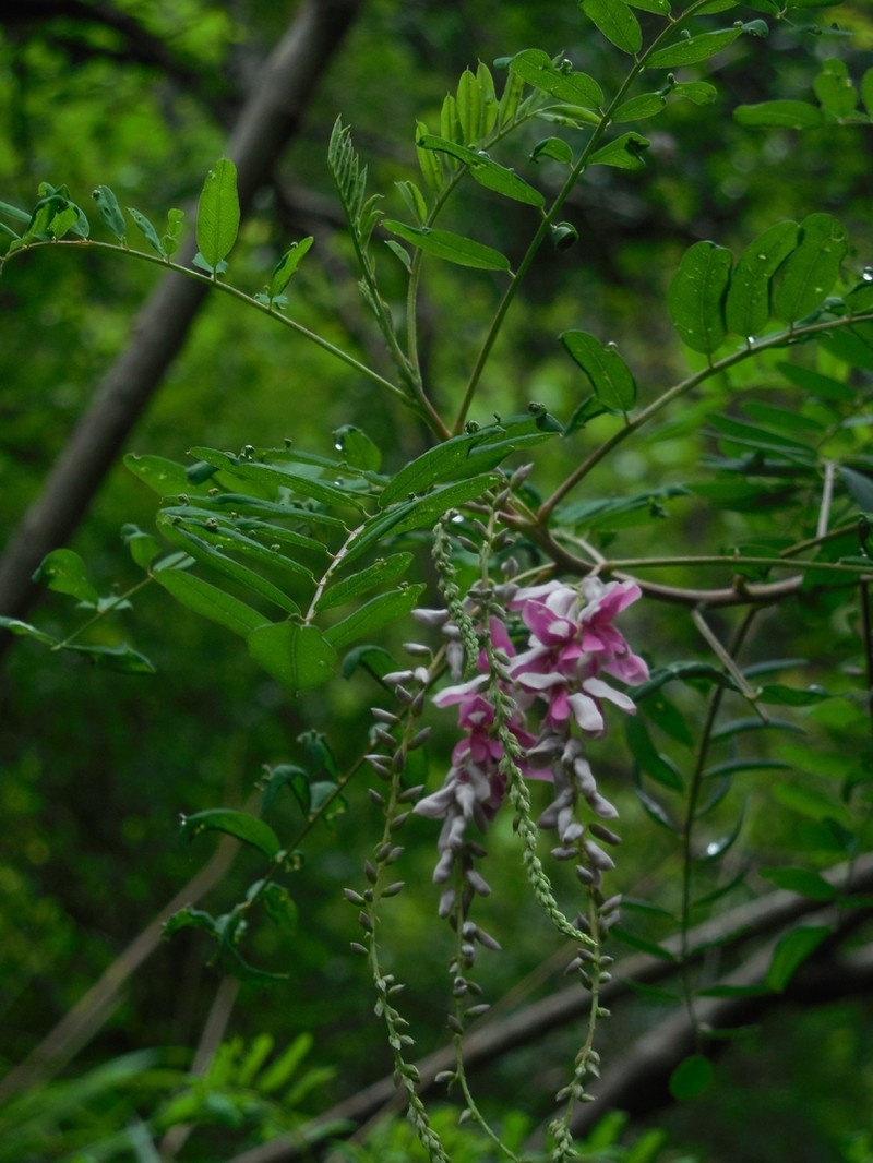 Indigofera pendula photo 4
