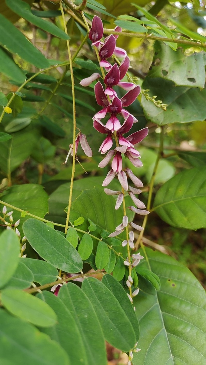Indigofera pendula photo 5