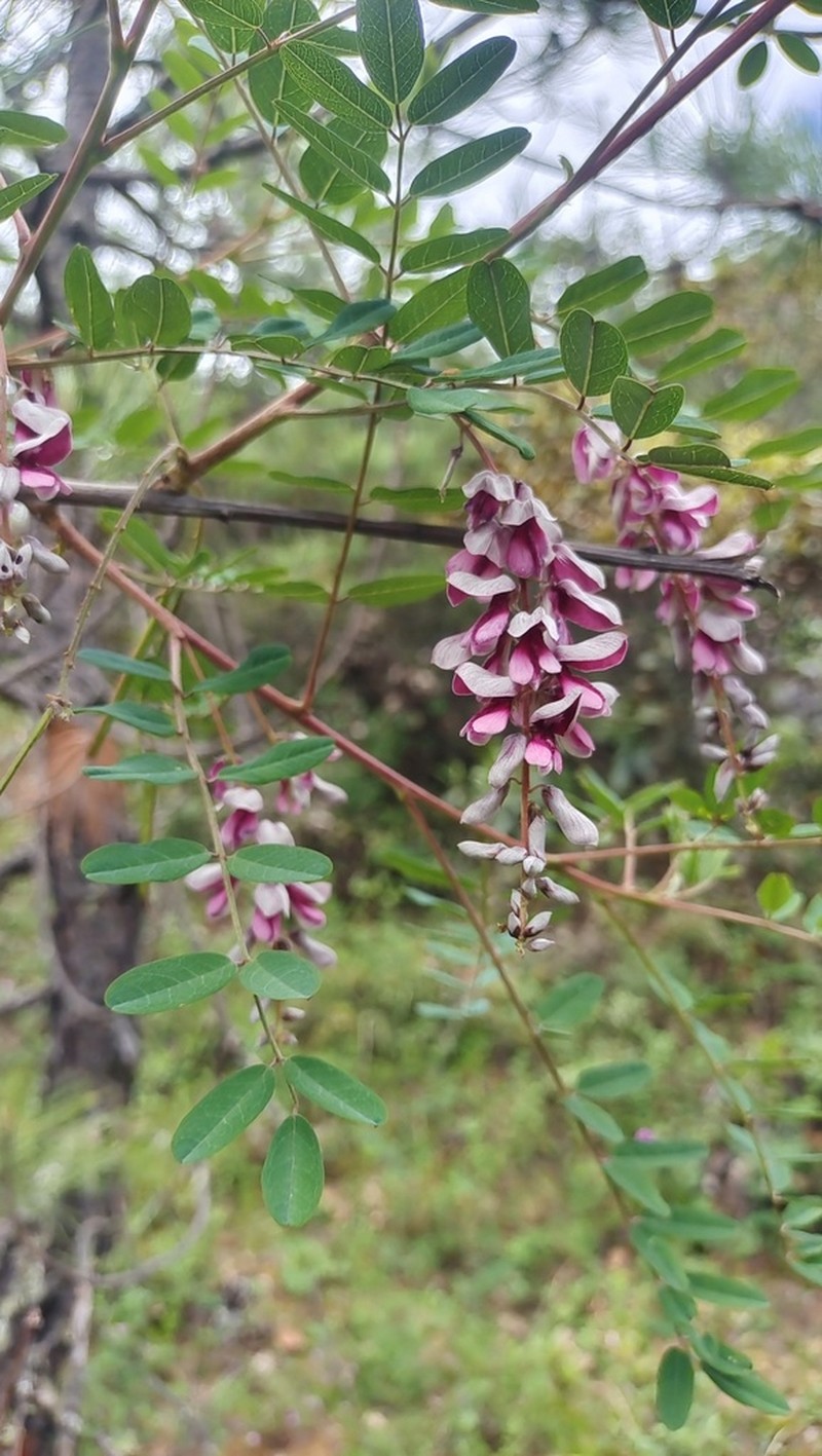 Indigofera pendula photo 6