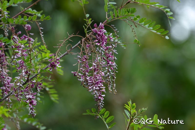 Indigofera pendula photo 7