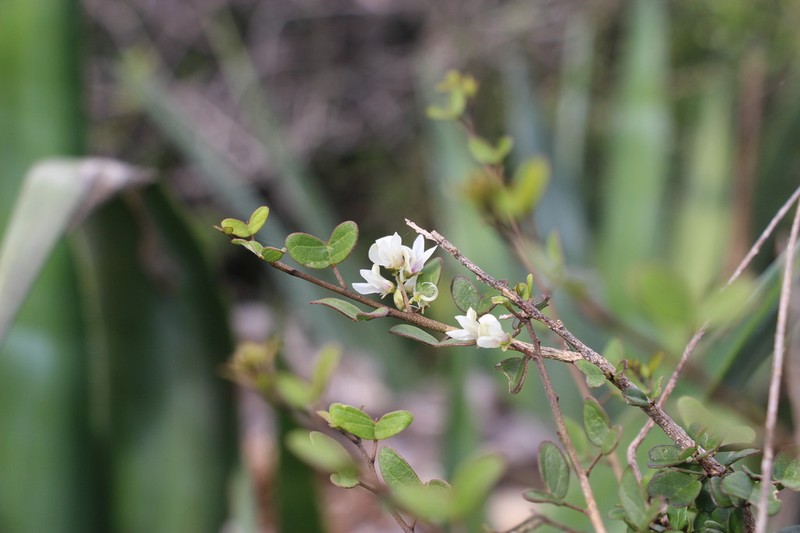 Indigofera perrieri photo 3
