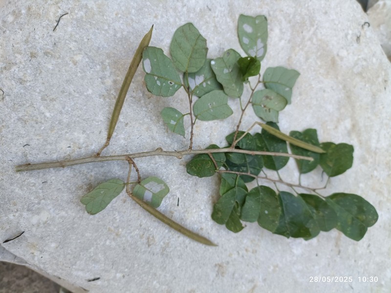 Indigofera perrieri photo 4