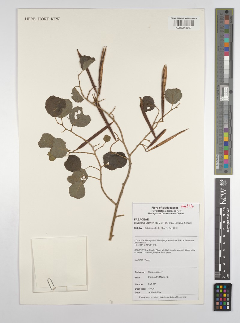 Indigofera perrieri subsp. perrieri